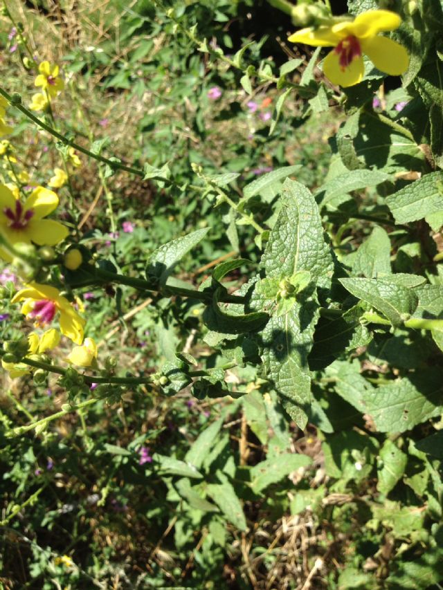 Verbascum sinuatum